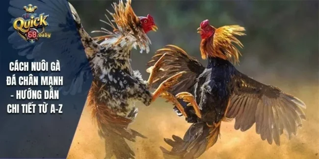 Cách nuôi gà đá chân mạnh