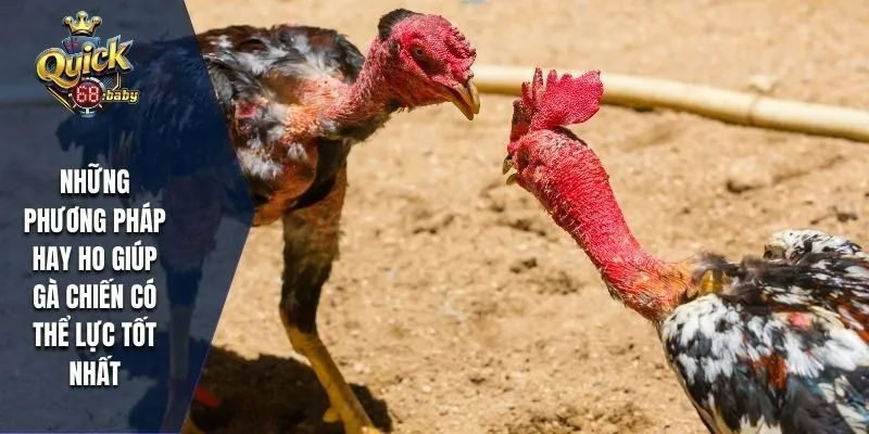 Những phương pháp hay ho giúp gà chiến có thể lực tốt nhất