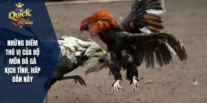 Những điểm thú vị của bộ môn đá gà kịch tính, hấp dẫn này