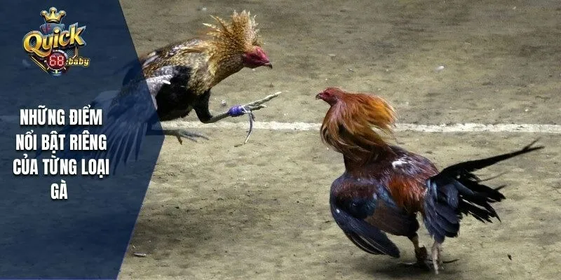 Những điểm nổi bật riêng của từng loại gà