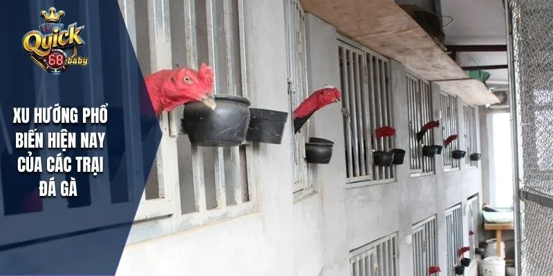 Xu hướng phổ biến hiện nay của các trại đá gà
